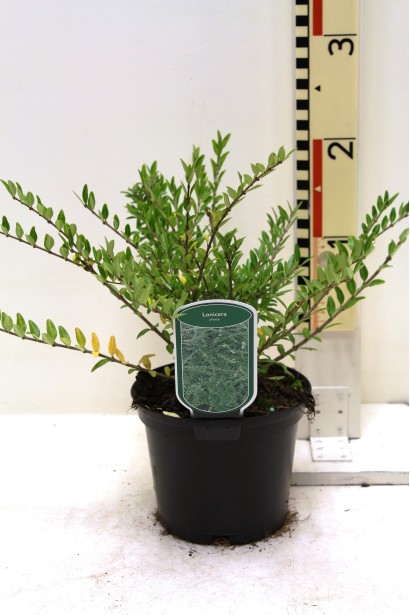 Жимолость вічнозелена горщик 3 л